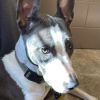Lily photo 3