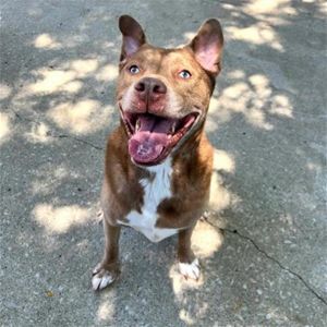 JAX, Adult Male unknown