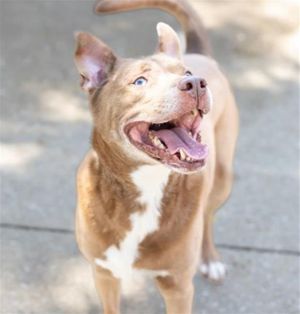 JAX, Adult Male unknown