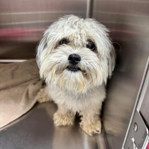 Oreo (Dallas) Maltese Dog
