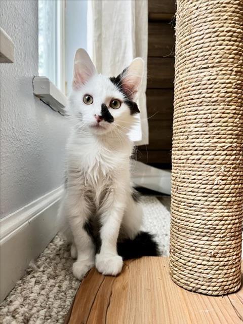 JARETH