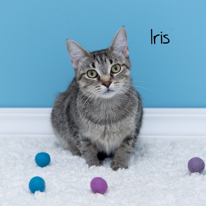 Iris