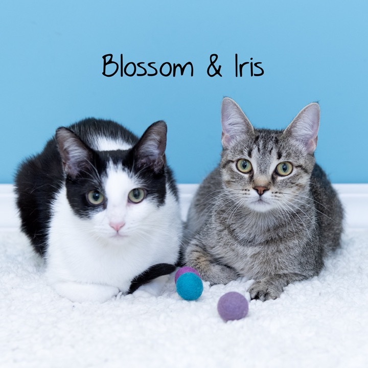 Iris