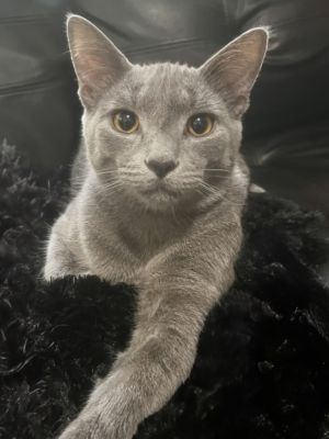 Say hello to Indy Gorgeous Smart Acrobatic and a full-on LOVE CAT Indy doesnt arrive--he enters