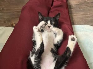 TUCK Domestic Short Hair Cat