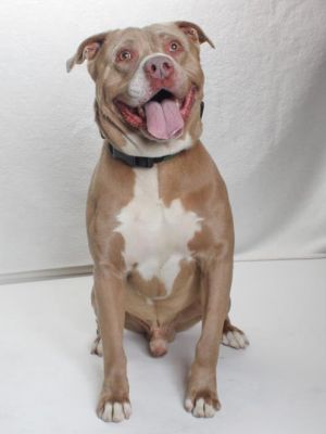 DAX Pit Bull Terrier Dog
