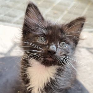 Freeway Domestic Short Hair Cat
