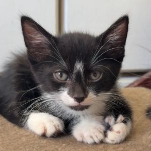 Clive Domestic Short Hair Cat