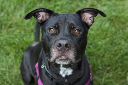 Roxy