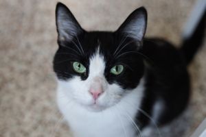 Landon, Adult Male unknown