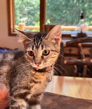 Caramel Swirl, Baby Female unknown