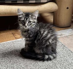 Tiramisu, Baby Male unknown