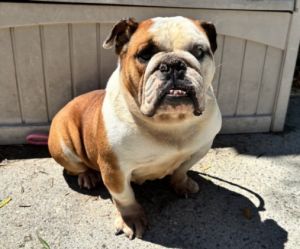 HARLEY English Bulldog Dog