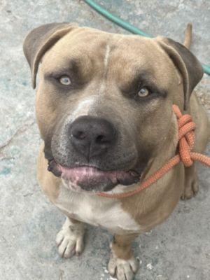 CHEDDAR Mastiff Dog