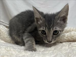 FERN Domestic Short Hair Cat