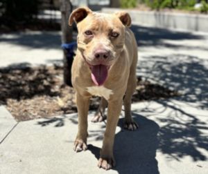 YOGI Pit Bull Terrier Dog