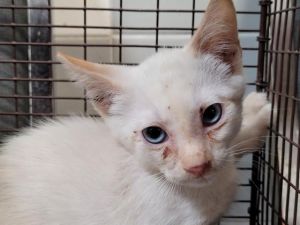 A2208943 Domestic Short Hair Cat