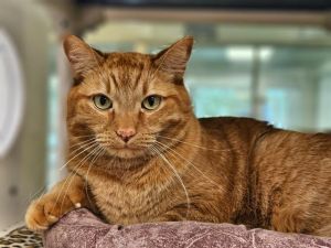 SIMBA, Adult Male unknown