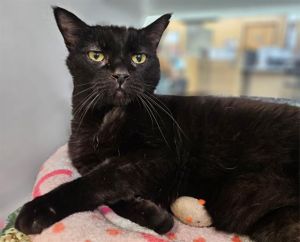 THOR, Senior Male unknown