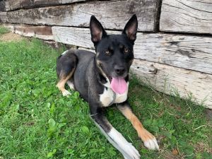 DARLA, Adult Female unknown