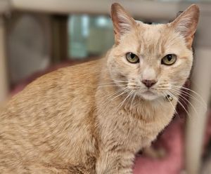 CINNABON, Senior Female unknown