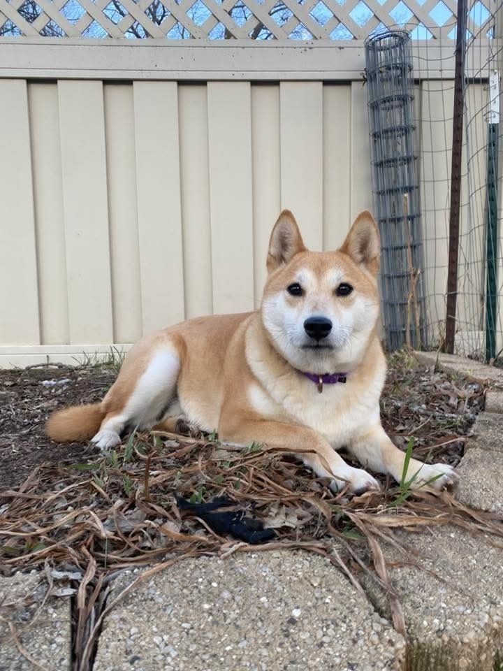 Tohru, an adoptable Shiba Inu in Wausau, WI, 54401 | Photo Image 1