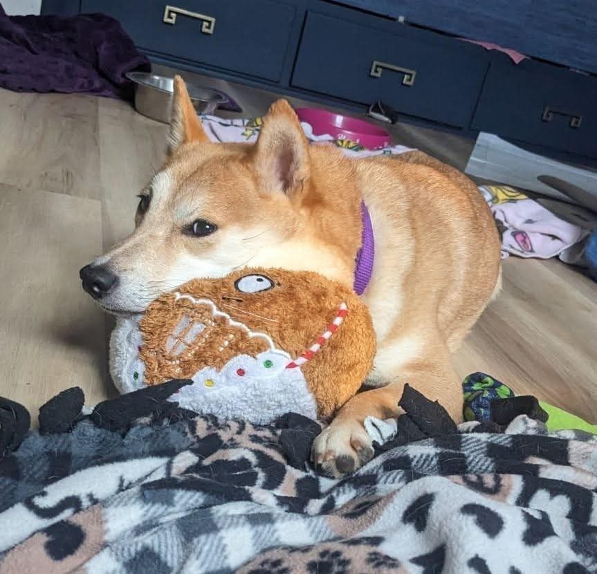 Tohru, an adoptable Shiba Inu in Wausau, WI, 54401 | Photo Image 2