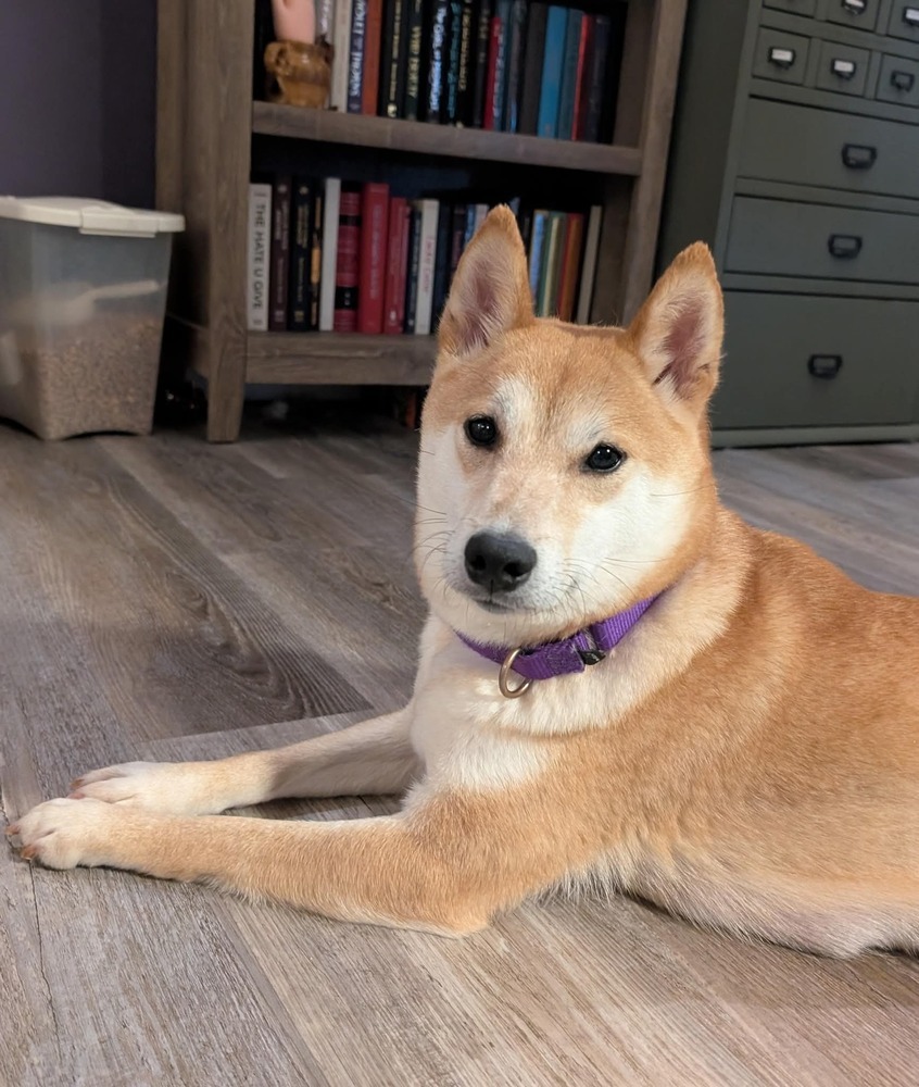 Tohru, an adoptable Shiba Inu in Wausau, WI, 54401 | Photo Image 3