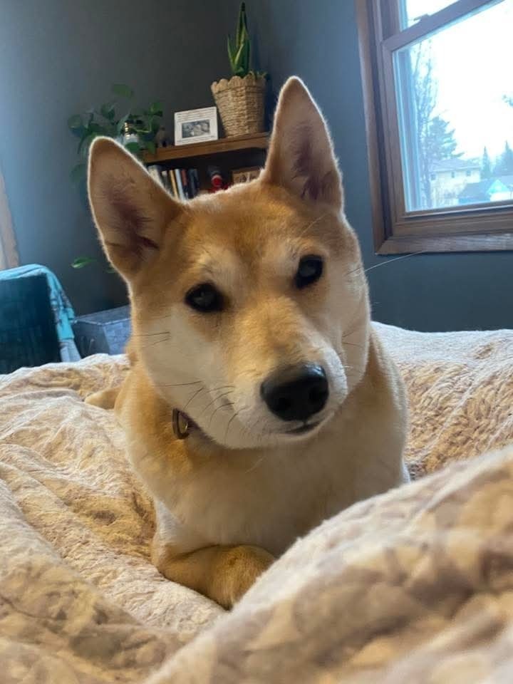 Tohru, an adoptable Shiba Inu in Wausau, WI, 54401 | Photo Image 4