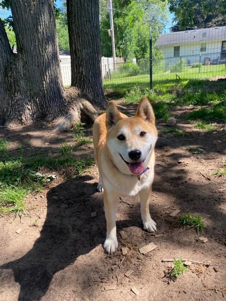 Tohru, an adoptable Shiba Inu in Wausau, WI, 54401 | Photo Image 5