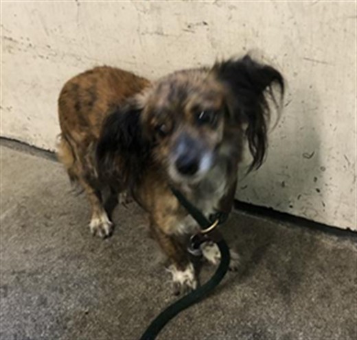 FREDRICK, an adoptable Papillon, Chihuahua in Sacramento, CA, 95818 | Photo Image 1
