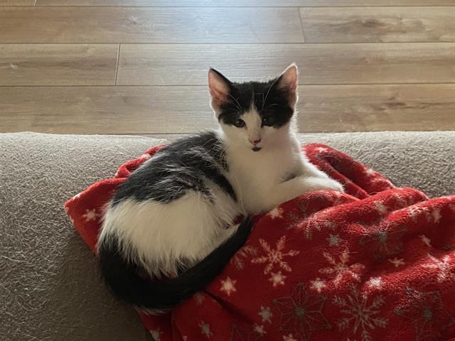 MISCHIEF