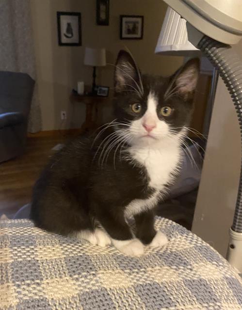 MITTENS