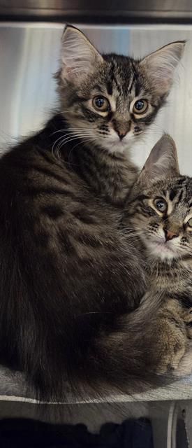 Hi My name is Nebula and I am available for adoption I am currently at an offsite location looking