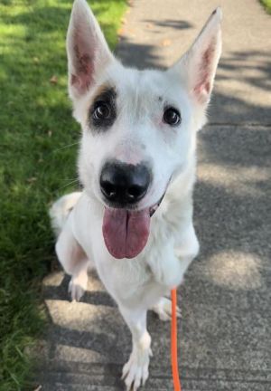 Hi My name is Jasmine and I am available for adoption I was brought in by a good Samaritan on