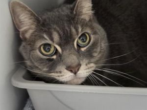 Hi My name is Lyla and I am available for adoption Because of my shy nature I would do best