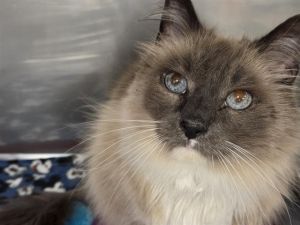 Hi My name is Hammy and I am available for adoption You can visit me at the Pet Adoption Center