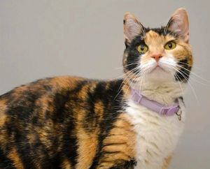 SWEETIE, Adult Female unknown