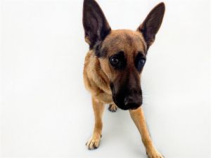 STRAY NOT AVAILABLE German Shepherd Dog Dog