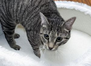 BERTIA Domestic Short Hair Cat
