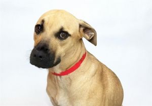 HONEY Labrador Retriever Dog