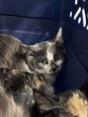 ABBIE, Young Female unknown