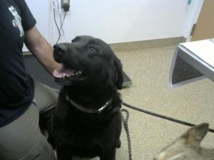GUNNY, Adult Male unknown
