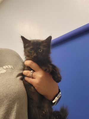 OZZY, Baby Male unknown