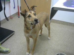 SCOOB, Adult Female unknown