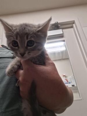 CAT 6, Baby Male unknown
