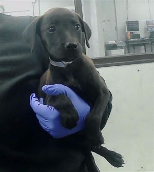 A2024856, Baby Female unknown