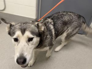 KABOOTLE Husky Dog