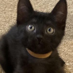 BERNARD Domestic Short Hair Cat