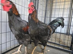 RANGER Chicken Bird
